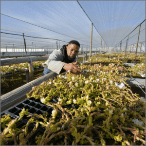 SABPA Subscription for Emerging Enterprises